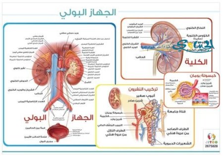 الجهاز البولي