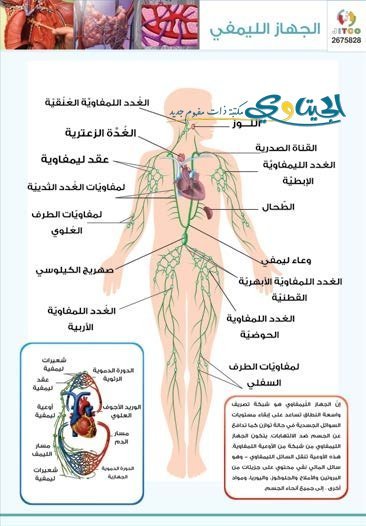 لوحة جلد تعليمية