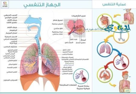 الجهاز التنفسي