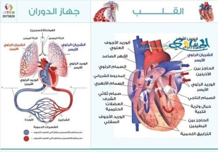 القلب وجهاز الدوران