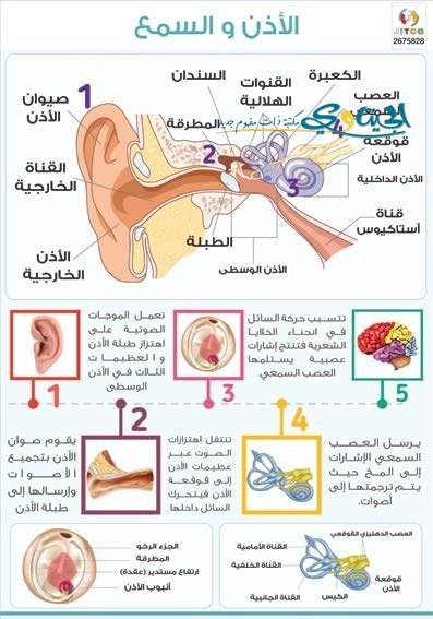 الاذن و السمع