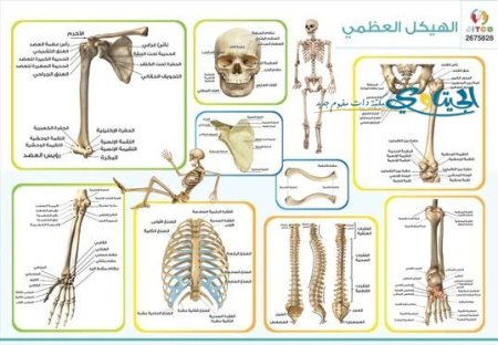 الهيكل العظمي