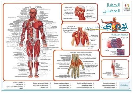 الجهاز العضلي