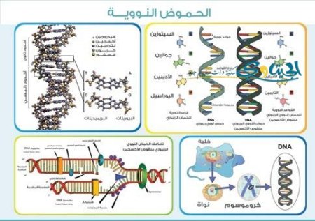 الحمض النووي