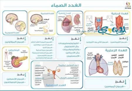 الغدد الصماء