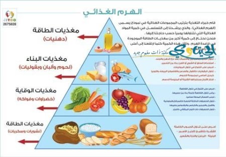 الهرم الغذائي