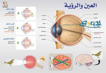 العين و الرؤية