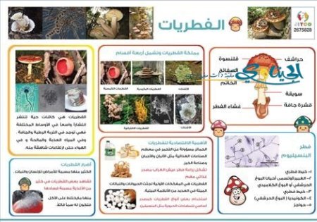 الفطريات