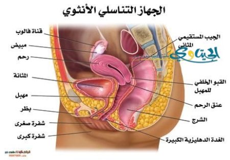 الجهاز التناسلي الانثوي
