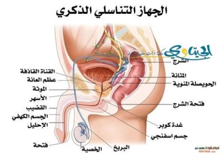 الجهاز التناسلي الذكري