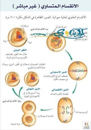 الانقسام المتساوي