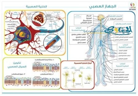 الجهاز العصبي