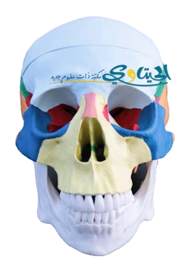 مجسم جمجمة الانسان