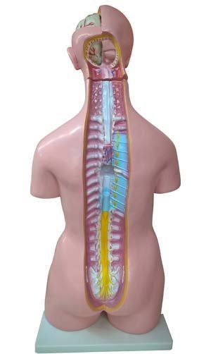 مجسم جسم الانسان مفتوح الظهر