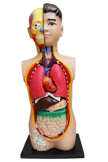 مجسم اعضاء جسم الانسان