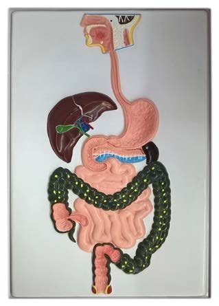 لوحة مجسم الجهاز الهضمي اطار خشب