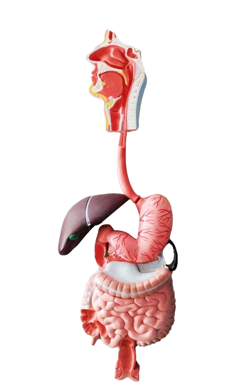 لوحة مجسم الجهاز الهضمي قابل للتفكيك