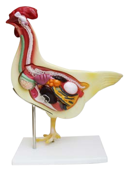 مجسم الدجاجة