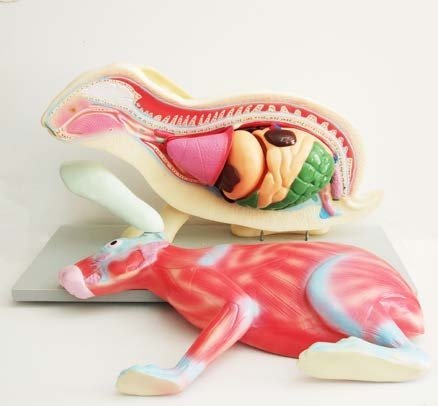 مجسم الارنب