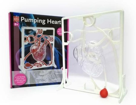 مجسم نموذج مبدأ عمل قلب الانسان