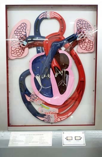 مجسم توضيحي الدورة الدموية مع حركة الدم كهربائي