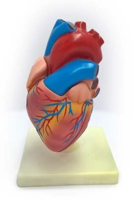 مجسم قلب الانسان حجم صغير