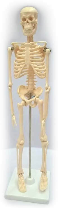 مجسم هيكل عظمي لجسم الانسان