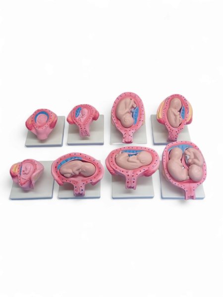 مجسم مراحل تطور الجنين داخل الرحم