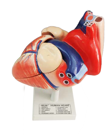 مجسم قلب الانسان 4 قطع