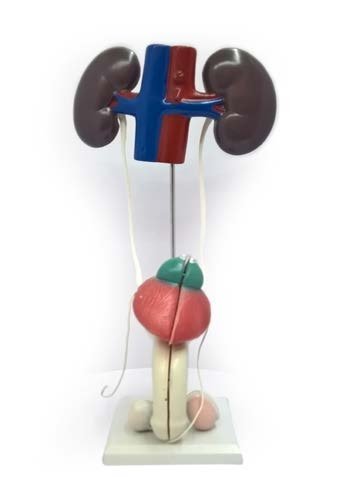 مجسم الجهاز البولي للانسان