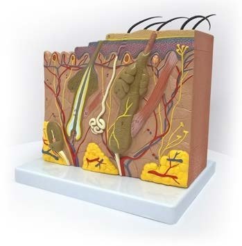 مجسم جلد الانسان