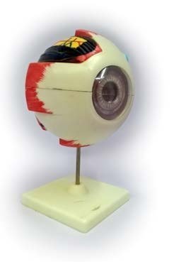 مجسم عين الانسان