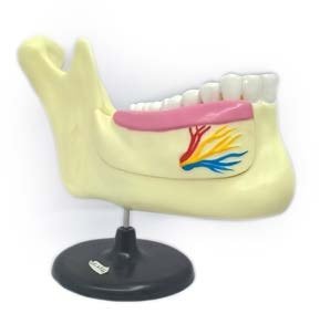 مجسم الاسنان مع الفك