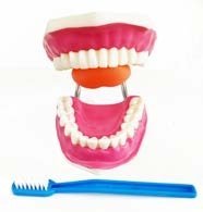 مجسم الاسنان مع اللسان