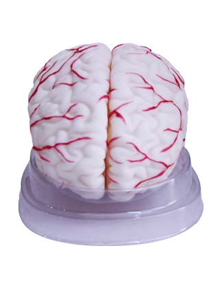 مجسم دماغ الانسان