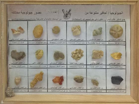 صندوق عينات احافير جيولوجيا