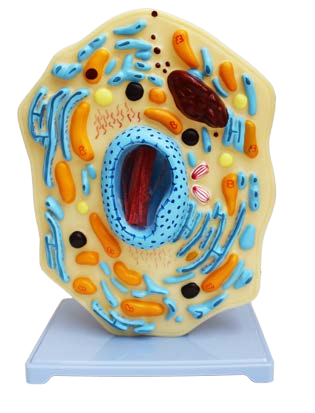 مجسم الخلية الحيوانية