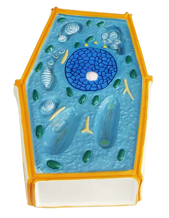 مجسم الخلية النباتية