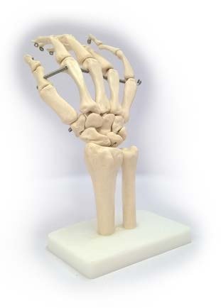 مجسم عظام الكف لجسم الانسان