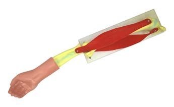 مجسم الذراع و العضلات