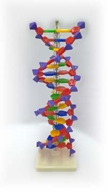 مجسم DNA