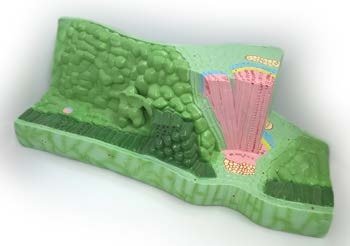 مجسم تركيب الورقة فلقتين