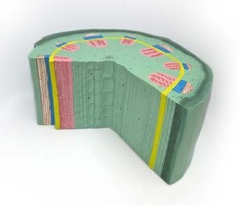 مجسم الساق فلقتين