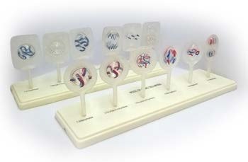 نموذج انقسام الخلية الحيوانية والنباتية