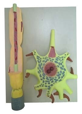 مجسم الخلية العصبية