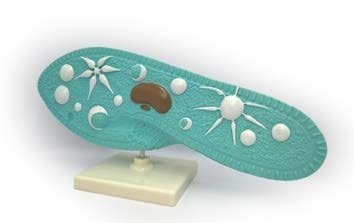 مجسم براميسيوم