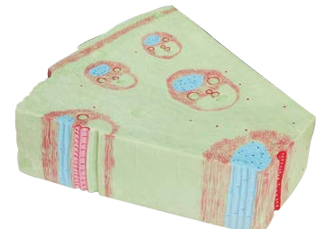 مجسم الساق فلقة واحدة