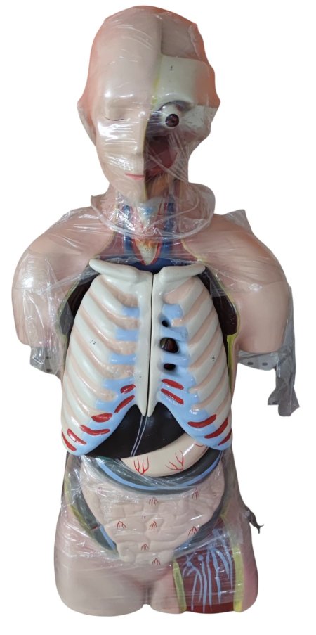 مجسم اعضاء جسم الانسان مغناطيسي