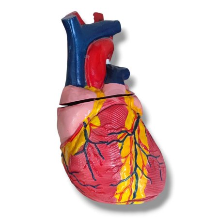 مجسم قلب الانسان حجم كبير قابل للتفكيك